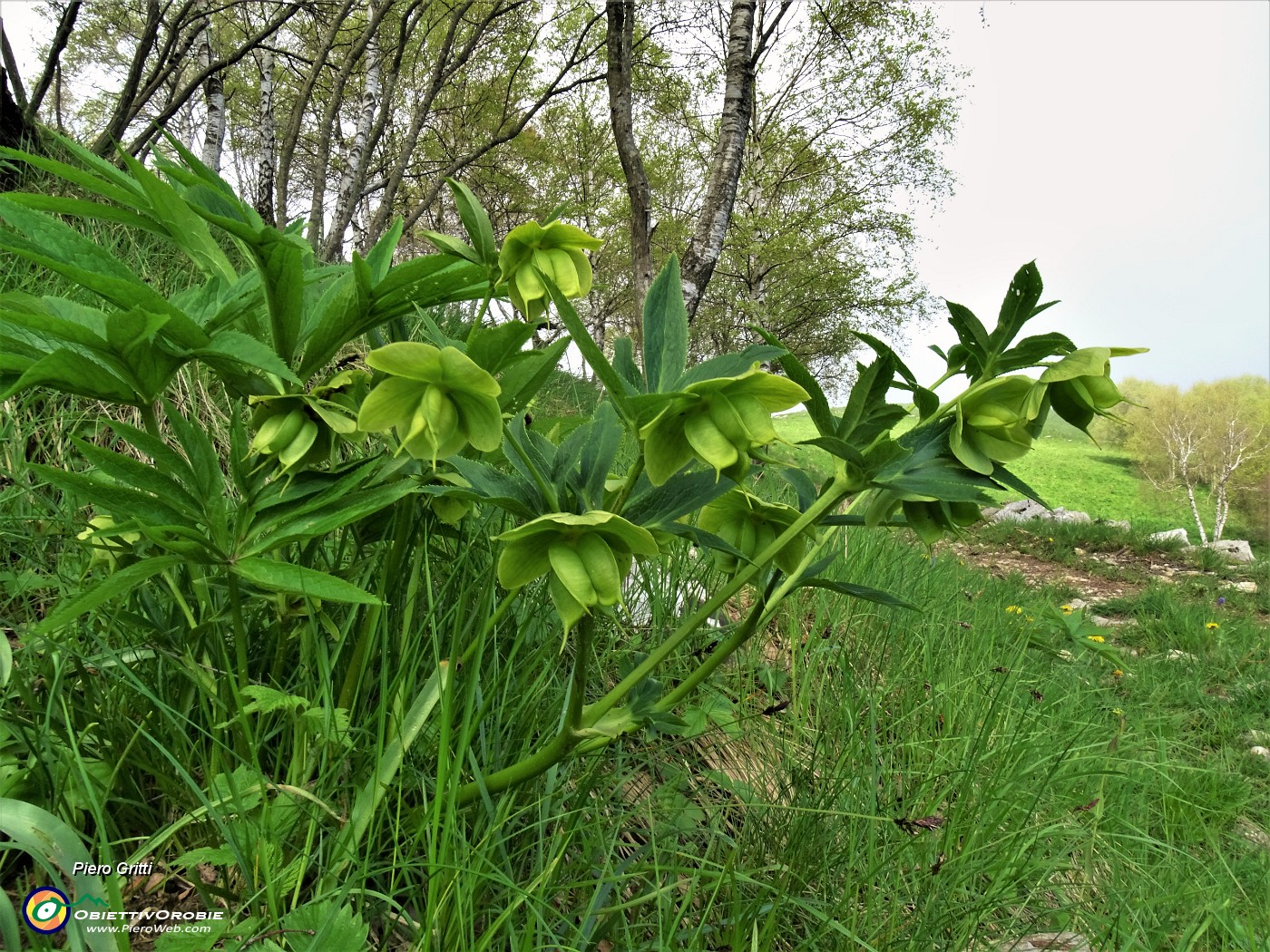 27 Helleborus foetidus (Elleboro puzzolente).JPG